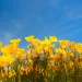 4 Reasons to love native plants -- California poppies!