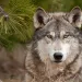 gray wolf