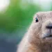 Happy Groundhog's Day!