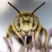 Bee Pollinating