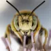 Is this the future? Water on Mars, portabella mushroom batteries and shrinking bee tongues.