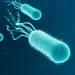 Bacteria