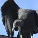 Vulture