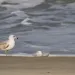 99 percent of birds will be affected by plastic ingestion by 2050