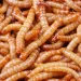 Illicit marijuana threatens weasels, and salt has a secret ingredient (so do the guts of mealworms).