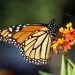 Monarch butterfly