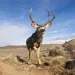 Mule Deer Migration