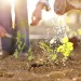 Hey Mr. Green, is my vegetable garden more efficient than a big farm?