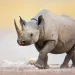 The good, the sad, and the hopeful in the world of rhino conservation.