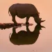 The critically endangered black rhino.