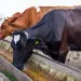  A reader disagrees with Mr. Green on how much water cattle consume.