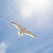 Seagull in sunshine