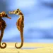 A lesson in life, love, and happiness from our animal counterparts.