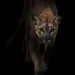 Stalked by a Cougar