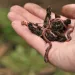 Urban composting is made easy with these little guys.