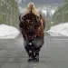 A bison ambles on a groomed road in winter in Yellowstone National Park's Lamar Valley.