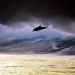 Surfing with dolphins