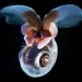 Sea Butterfly