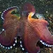 Coconut Octopus