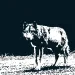 Celebrity wolf OR7 may be “too famous to kill,” but his pups will need to watch out if they wander into the wrong state