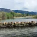 One of three beaver-dam analogues on the Scott River in Northern California.