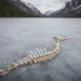 Frozen Kintla Lake, in Glacier National Park, is often littered with carcasses left by wolves.