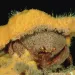  A wig made of sea sponge protects this crustacean from predators.