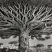 These spooky trees are endemic to the island of Socotra.