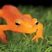 alamanders are the secret mainstay of many American forests. 