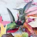 Male Anna's hummingbirds become fiercely territorial at the start of the breeding season. These male hummingbirds are fighting.