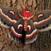 Hyalophora cecropia, the giant silk moth, is North America's largest.