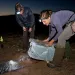 A well-planned, successful conservation translocation of 150 kangaroo rats by the San Diego Zoo in 2010.