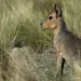 The Patagonian mara is "near-threatened" in Argentina.