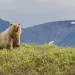 Alaska's Arctic refuge is already wild; it's time to declare it a wilderness. 