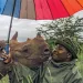 John Kamara tends to an endangered black rhinoceros at Kenya's Lewa Wildlife Conservancy.