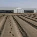Drought victim: Abandoned tomato field in Fresno County, California. 