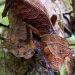 In Madagascar, the satanic leaf-tailed gecko can hide from predators but not from purveyors of exotic pets.