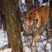  Lumber Liquidators was turning virgin trees from the world's last Siberian tiger habitat into floorboards. 