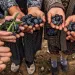 Turkey's rush to build coal plants comes at the expense of its most beloved culinary ingredient.