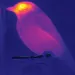 A thermal imaging of birds helps measure their stress levels.