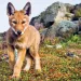 An Ethiopian wolf pup, photographed by a remote camera in Bale Mountains National Park. 