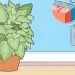 Plants make photosynthesis look easy.