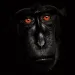 This male Celebes crested macaque (Macaca nigra) was photographed in Tangkoko National Park, Sulawesi, Indonesia.