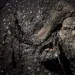 African buffalo need water daily, favoring swamps and floodplains. A good mud wallow--in this case, in Kenya's Maasai Mara National Reserve--protects against heat and parasites.
