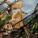 Common toad (Bufo bufo) in with strings of toadspawn