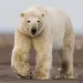 Polar bear