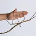Ctenomorpha gargantua