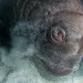 This incredible close-up shows how walruses Hoover up their meals from off the seafloor.