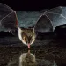 The Townsend's big-eared bat