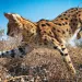 A serval cat in South Africa leaps three meters through the air to attack her rodent prey from above.